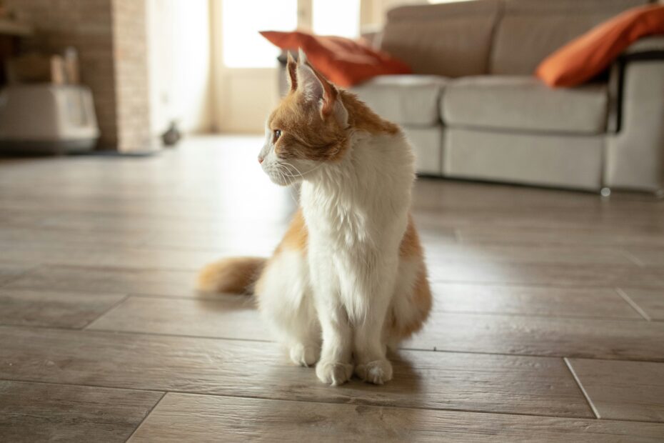 pet friendly flooring
